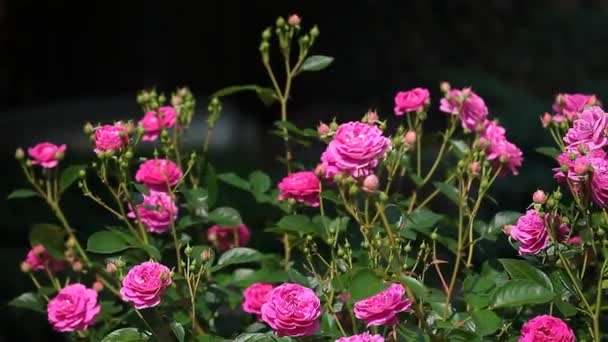 Rosa Ros Blomma Mörk Bakgrund Bilder — Stockvideo