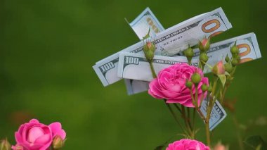 para dolar kimse HD pembe gül çiçek 