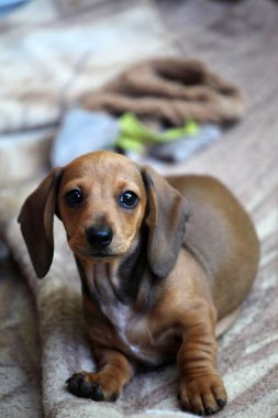 Dachshund köpek portre ekose arka plan 
