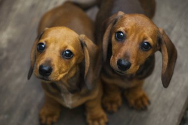 ahşap arka plan yavru köpek portre 