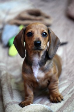 Dachshund köpek portre ekose arka plan 