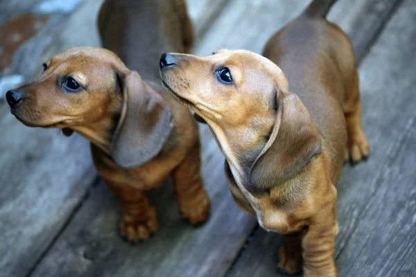 Bassotto Cucciolo Ritratto Sfondo Legno — Foto Stock