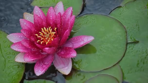 Water Lily Lake Rain Drop Beeldmateriaal Niemand — Stockvideo