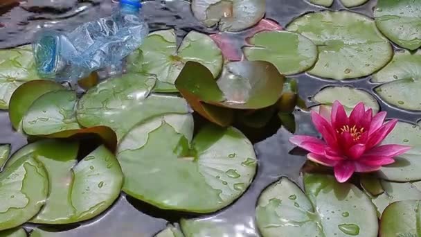 Plastic Bottle Lake Water Lily Beeldmateriaal — Stockvideo