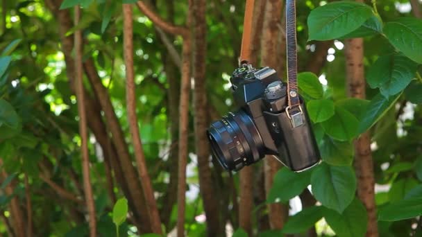 Старое Дерево Камер Кадры Камер Наблюдения — стоковое видео