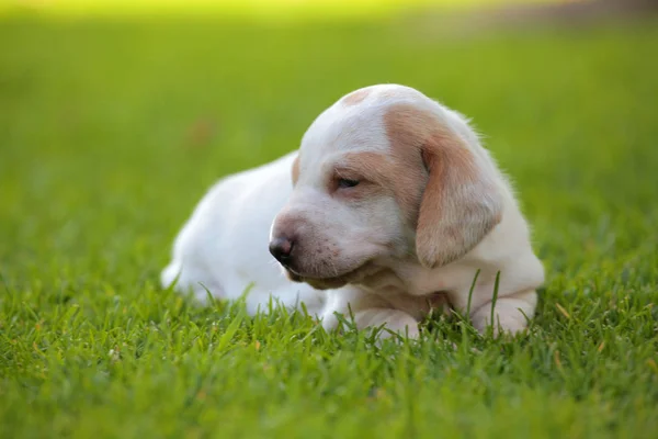 Valp Porträtt Trädgård Grass Bakgrund — Stockfoto