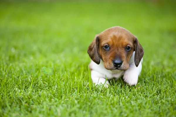 Cucciolo Ritratto Giardino Erba Sfondo — Foto Stock