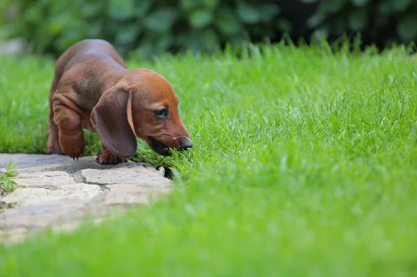 Puppy Portret Tuin Gras Achtergrond — Stockfoto