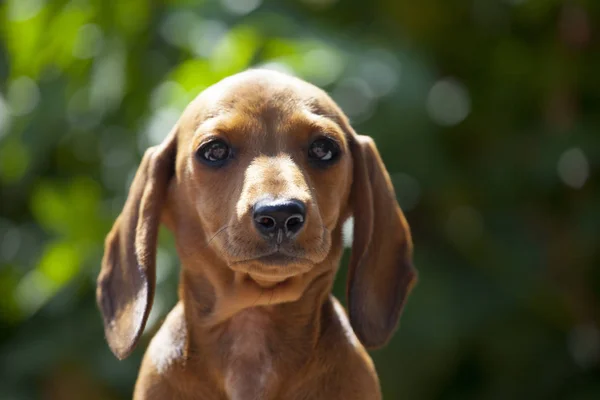 Puppy Portret Tuin Boom Achtergrond — Stockfoto