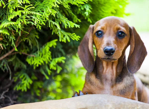 Puppy Portret Tuin Boom Achtergrond — Stockfoto