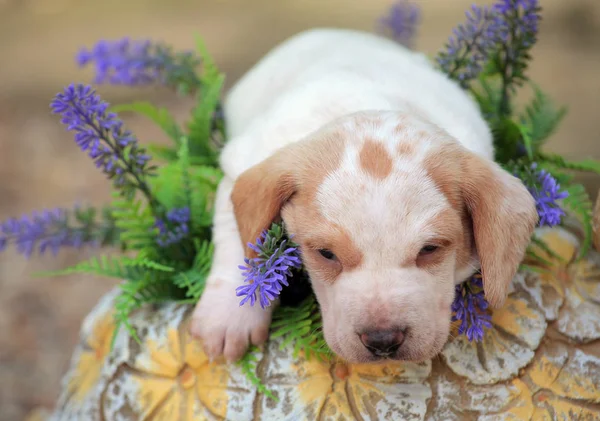 Puppy Portrait Garden Flower Background — Stock Photo, Image