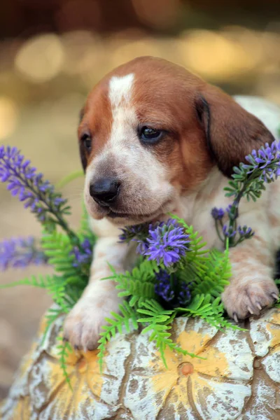 Welpen Porträt Garten Blume Hintergrund — Stockfoto