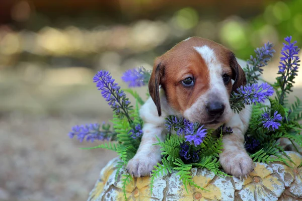 puppy portrait garden flower background