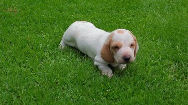 köpek portre bahçe çim arka plan hd görüntüleri 