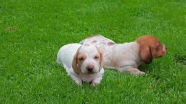 köpek portre bahçe çim arka plan hd görüntüleri 