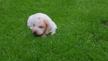 Köpek çimi arkaplanının görüntüleri 