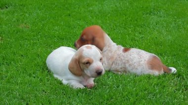 köpek portre bahçe çim arka plan hd görüntüleri 