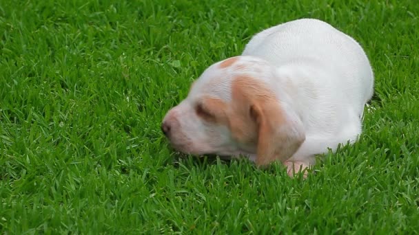 子犬の肖像庭草の背景Hd映像 — ストック動画
