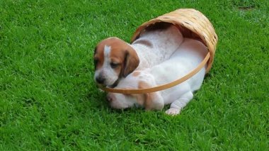 köpek portre sepeti çim arka plan hd görüntüleri 