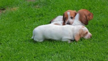 köpek portre bahçe çim arka plan hd görüntüleri 