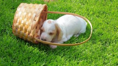 köpek portre sepeti çim arka plan hd görüntüleri 