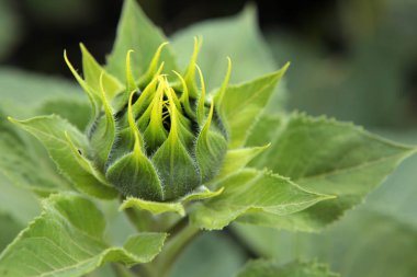 genç ayçiçeği alan doğa arka plan 