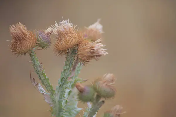 砂漠の花サボテンマクロ植物の背景 — ストック写真