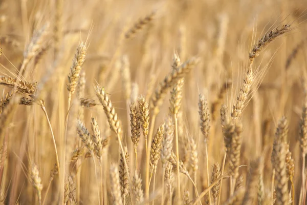 Feld Weizen Pflanze Natur Hintergrund — Stockfoto