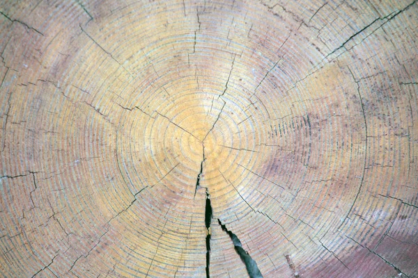 Natürliche Scharfe Holzstummel Hintergrund — Stockfoto