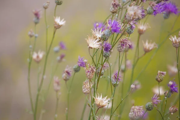 Feld Natur Blume Makro Hintergrund — Stockfoto