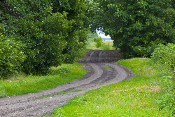 Verão Campo Estrada Árvore Fundo — Fotografia de Stock