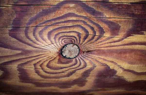 Natürliche Scharfe Holzstummel Hintergrund — Stockfoto