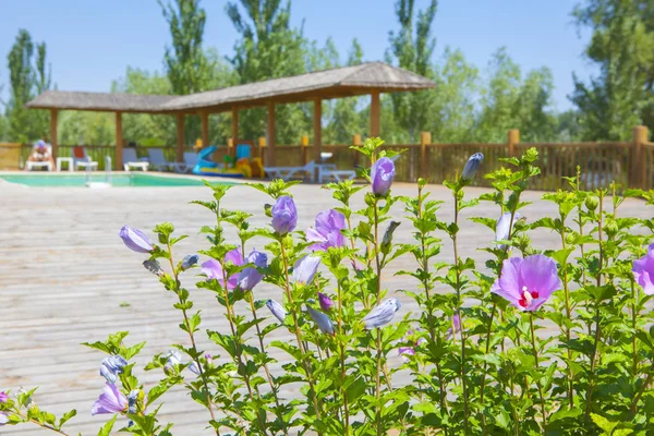 Swimming Pool Flower Wooden Background — Stock Photo, Image