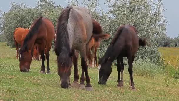 Selvaggio Cavallo Albero Campo Sfondo — Video Stock