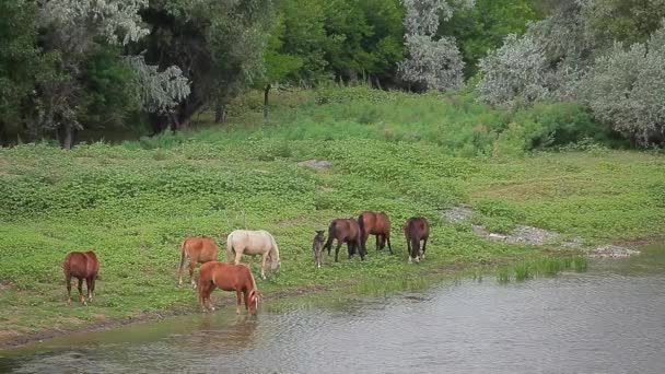 野生の馬飲み川の背景 — ストック動画