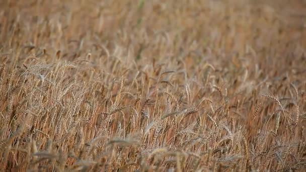 Фон Польової Пшениці Рослини Вітру — стокове відео