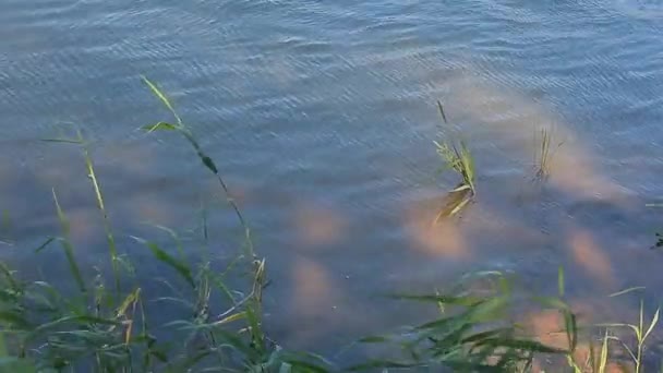 Natur Fluss Rohrstock Blauer Himmel Reflexion — Stockvideo