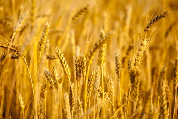 Campo Naturale Grano Pianta Sfondo — Foto Stock