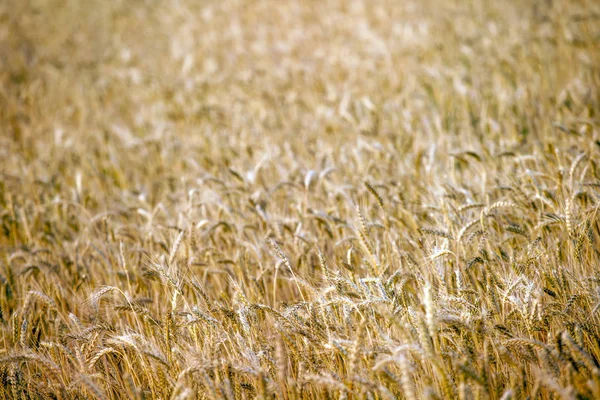 Natur Feld Weizen Pflanze Hintergrund — Stockfoto