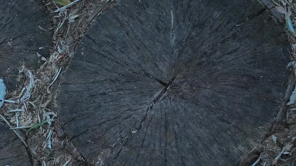 Чоловік Рука Дерево Твердий Фон — стокове відео