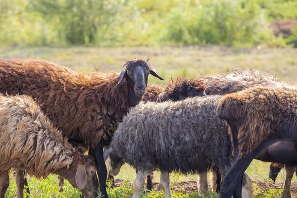 wild black sheep field background