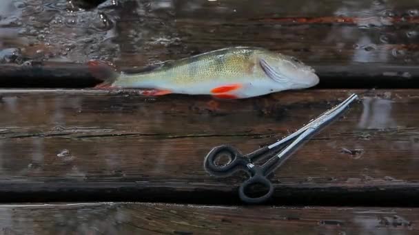 Fischbarsch Angelzange Holztisch — Stockvideo