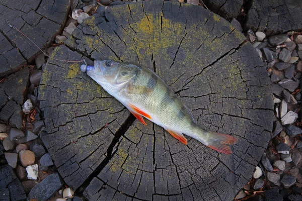 Деревянный Корешок Рыбы — стоковое фото
