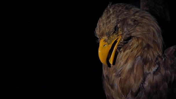 Eagle Vogel Donkere Muur Achtergrond — Stockvideo