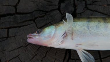 balık pike levrek ahşap saplama 