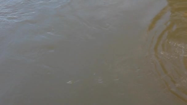 pêche appât perche rivière fond  