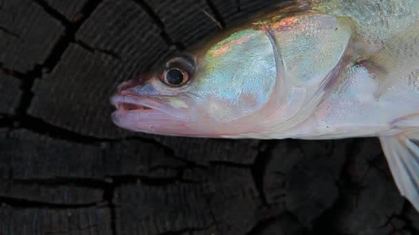 Peixe Lúcio Poleiro Toco Madeira — Vídeo de Stock