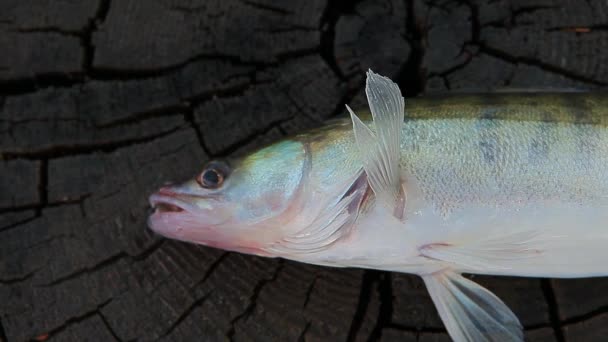 Fisk Gös Trä Stub — Stockvideo