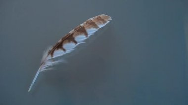 tüy guguk kuşu cam arka plan 