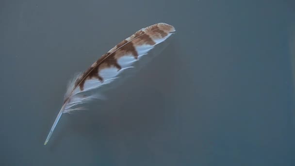 Plume Coucou Oiseau Verre Fond — Video